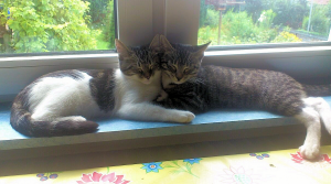 zwei Katzen liegen mit seitlich aneinander gelehnten Köpfen auf einer Fensterbank