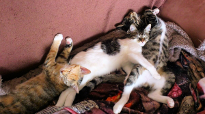 drei Katzen liegen dicht beieinander auf einer Decke