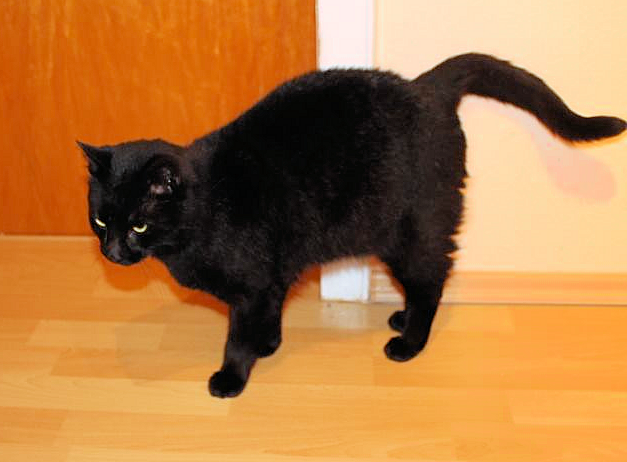 schwarzer Kater vor einer Zimmertür
