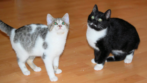 zwei kleine Katzen, grau-weiß und schwarz-weiß, aufmerksam nach oben schauend