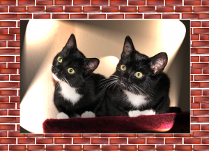 zwei schwarz-weiße Katzen auf einem roten Kissen, fast gleich aussehend, mit gleicher Kopfhaltung nach rechts oben
