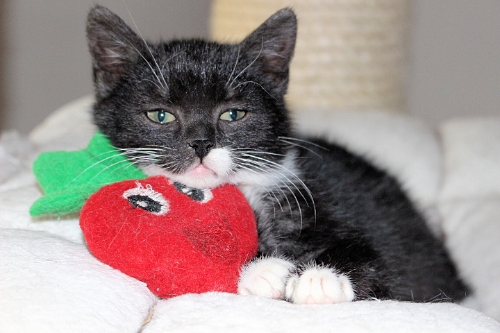 schwarz-weißes Katzenkind auf der Liegefläche eines Kratzbaumes, mit roter Plüscherdbeere