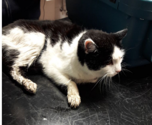schwarz-weiße Katze mit verschmutztem Fell auf einem Behandlungstisch