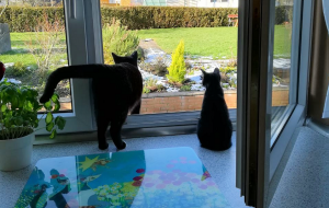 zwei schwarze Katzen im geöffneten Fenster, einer gerade nach draußen steigend