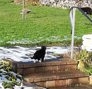 kleine schwarz-weiße Katze im Garten