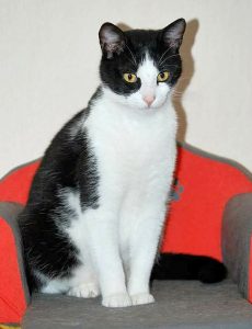 schwarz-weißer Kater auf einem Katzensofa aufrecht sitzend