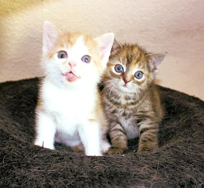 zwei Kitten in einem Nest dicht beieinander sitzend, schauen in die Kamera