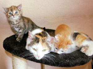 dreifarbige Katzenmutter in einem Nest liegend, mit zwei Kitten