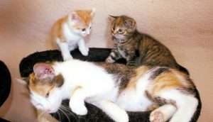 dreifarbige Katzenmutter in einem Nest liegend mit zwei Kitten