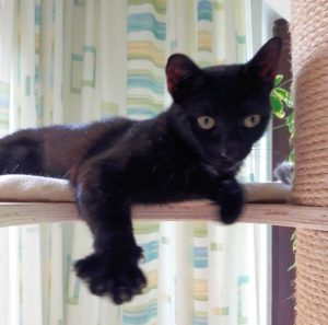 schwarze Katze auf der Liegefläche eines Kratzbaumes, eine Vorderpfote hängt über den Rand