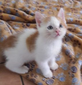 weiß-rotes Kitten auf einer Decke sitzend, schaut in die Kamera