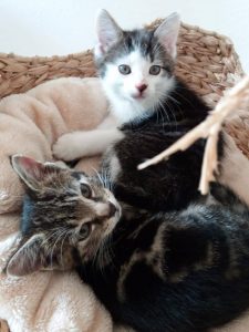 zwei Kitten liegen im Korb eines Kratzbaumes
