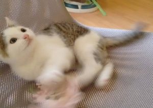 ein weiß-grau-getiegertes Kitten liegt in einer Hängematte