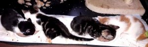 vier Kitten auf einer Decke