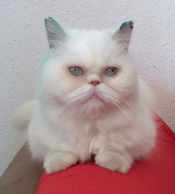 weiße Perser-Mix-Katze sitzt auf einer roten Decke, schaut in die Kamera