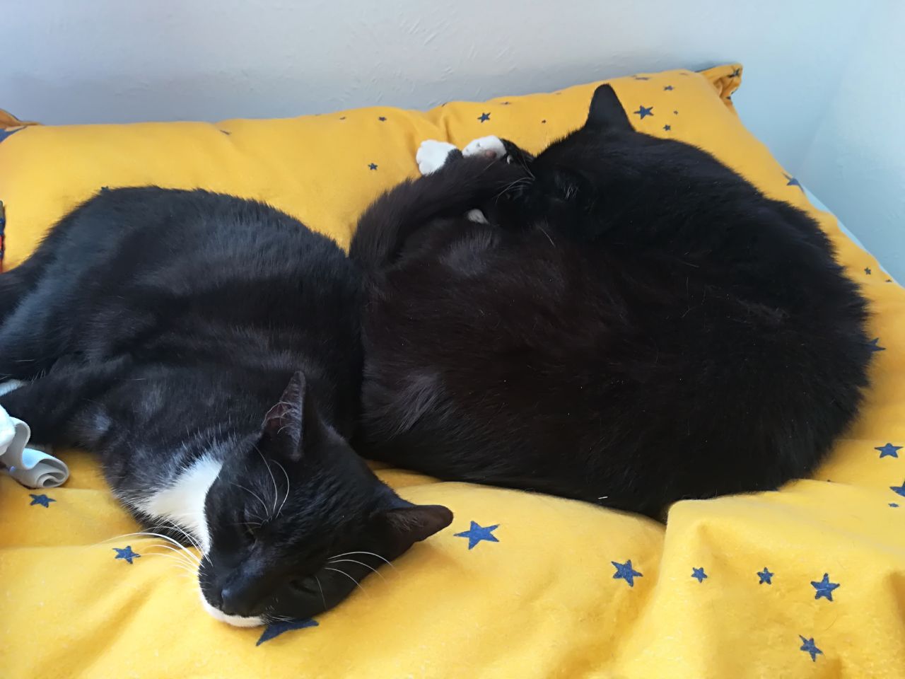 zwei schwarz-weiße Katzen auf einer gelben Decke