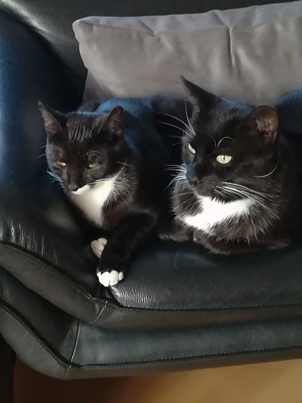 zwei schwarz-weiße Katzen dicht nebeneinander auf einem Sofa
