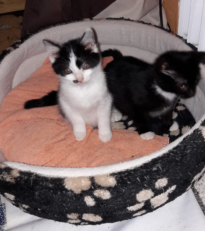 weiß-schwarzes und schwarz-weißes Kitten auf einem Kissen