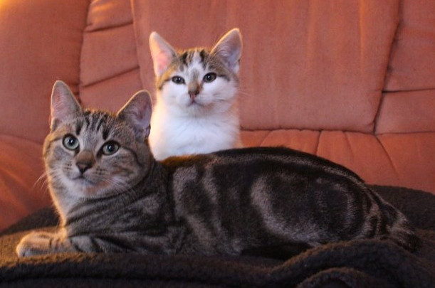 zwei Kitten auf einem Sofa