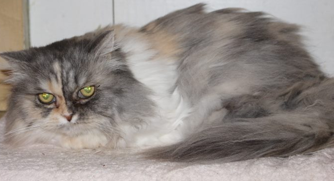grau-weiße Perser-Mix Katze, liegend, schaut in die Kamera