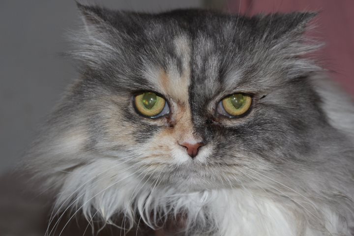 Kopf einer Perser-Mix Katze, schaut in die Kamera