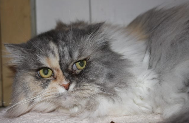 grau-weiße Perser-Mix Katze, liegend