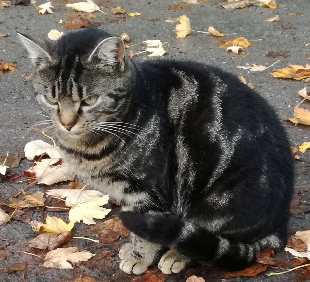 Tabby-Katze, im Laub sitzend