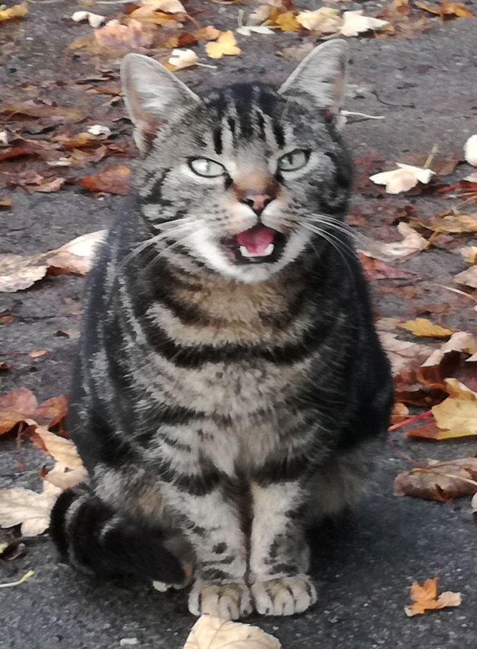 Tabby-Katze sitzend, schaut in die Kamera