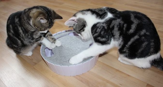 zwei Katzen aufmerksam mit einem Spielzeug beschäftigt
