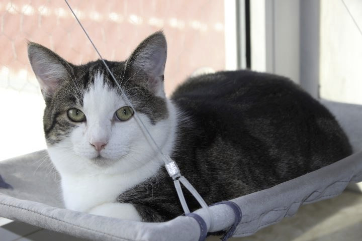weiß-grauer Kater auf einer Fensterliege