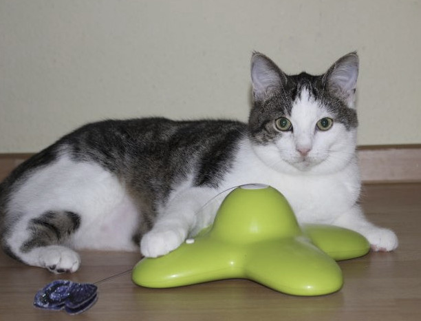 weiß-grauer Kater, auf dem Fußboden vor einem grünen Spielzeug liegend