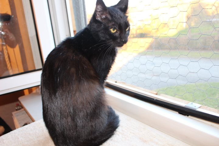 schwarze Katze sitzt auf der Fensterbank