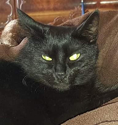 schwarze Katze liegt auf einer Decke, schaut in die Kamera