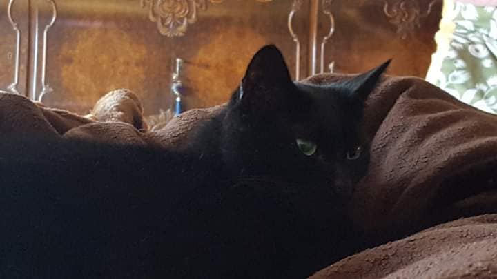 schwarze Katze liegt auf einer braunen Decke