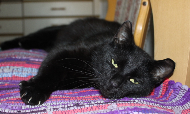 schwarzer Kater liegt auf einer bunten Decke