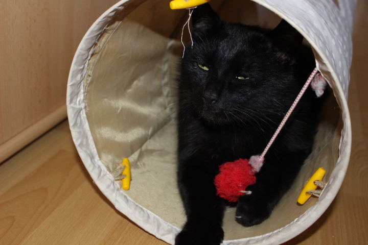schwarzer Kater in einem Spieltunnel