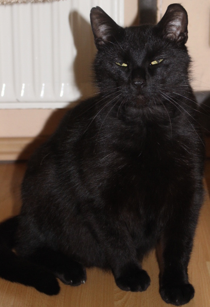schwarzer Kater, sitzend