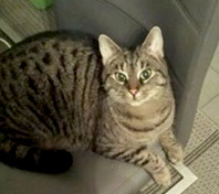 grau-getiegerter Kater liegt auf einem Stuhl