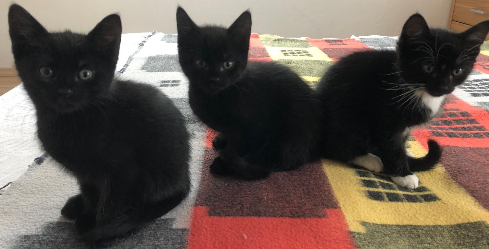 drei kleine schwarze Katzen sitzen auf einer karierten Decke