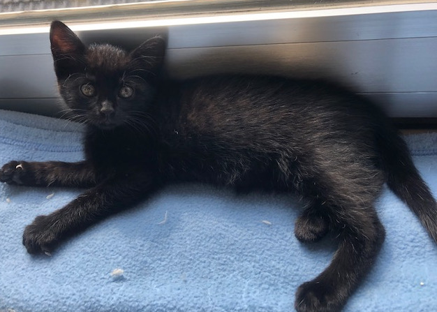 kleiner schwarzer Kater liegt auf der Fensterbank