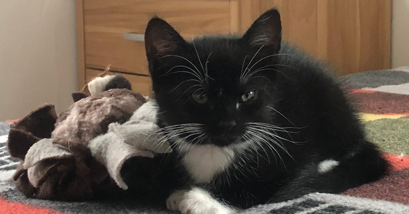 kleine schwarz-weiße Katze liegt auf einer bunten Decke