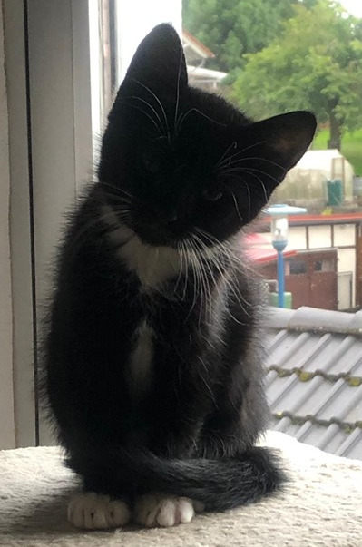 kleine schwarz-weiße Katze sitzt auf der Fensterbank