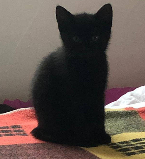 kleine schwarze Katze sitzt auf einer bunten Decke