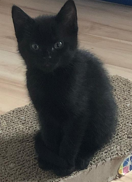 kleine schwarze Katze sitzt auf einer Kratzmatte, schaut in die kamera