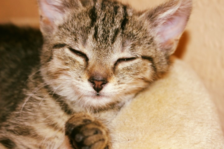 Kopf einer kleinen getiegerten Katze, liegend mit geschlossenen Augen