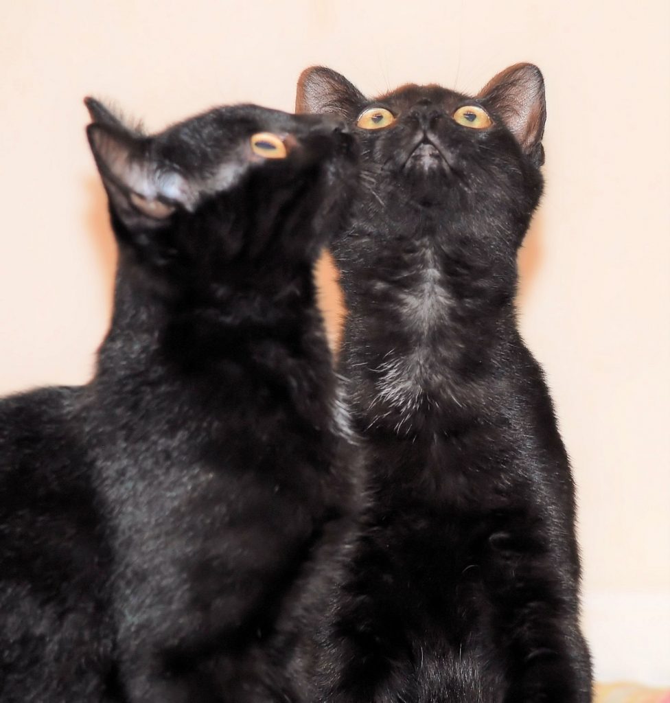 zwei kleine schwarze Kater, mit den Köpfen dicht beieinander, nach oben schauend