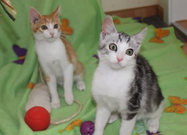 zwei kleine Kater sitzen auf einer grünen Decke, mit Spielzeug