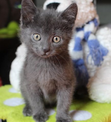 kleiner grauer Kater sitzt auf einer gelben Decke