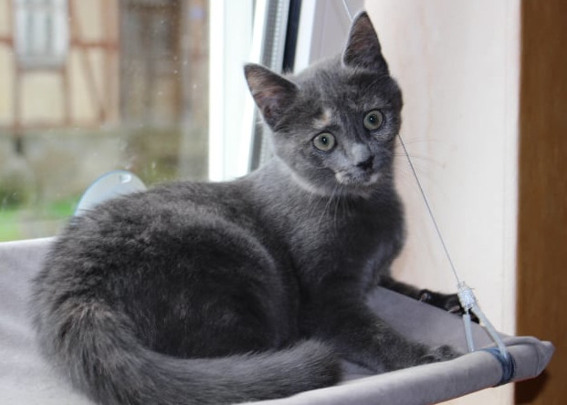 kleine schwarze Katze auf einer Fensterliege