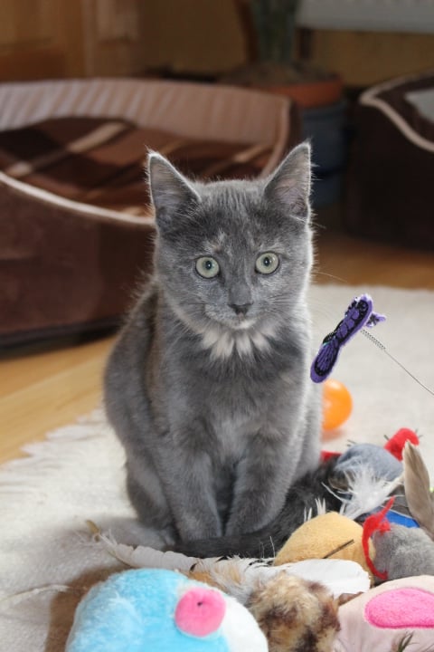 kleine schwarze Katze mit Spielzeug auf einem weißen Teppich